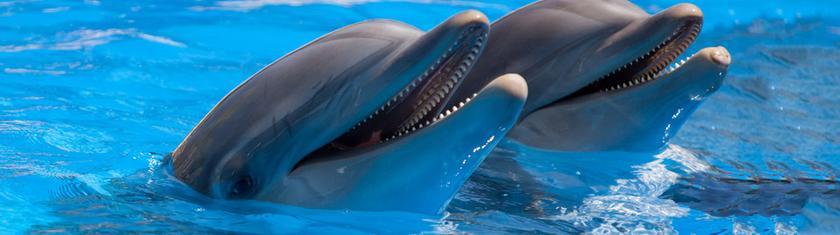 Echo, dauphin transféré de Marineland, meurt quelques semaines après son arrivée en Espagne