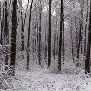 Châtillon-sur-Seine 29/11/2010