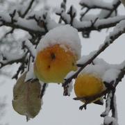 Le Charme 29/11/2010