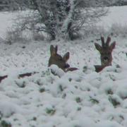 Dampierre-en-Bray 30/11/2010