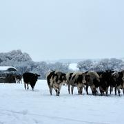 Poullaouen 04/12/2010