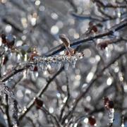 La Gaudaine 11/12/2010