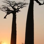 Morondava 13/12/2010