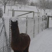 Dampierre 18/12/2010