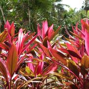 Ciudad del Carmen 01/06/2009