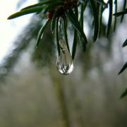 La Forestière 09/02/2011