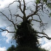 Champagne-Mouton 14/07/2011