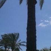 Ses Salines 25/07/2011