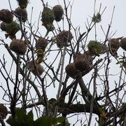 Sainte-Rose 15/08/2011