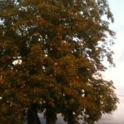 Malleret-Boussac 19/09/2011