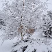 Saint-Rémy-de-Sillé 03/02/2012