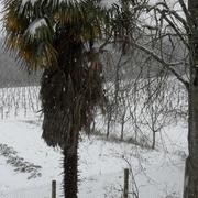 Vic-Fezensac 06/02/2012