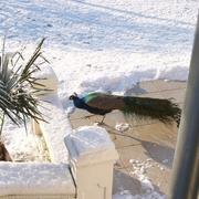 Rozoy-sur-Serre 10/02/2012