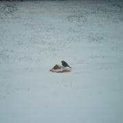 Mauvezin 09/02/2012