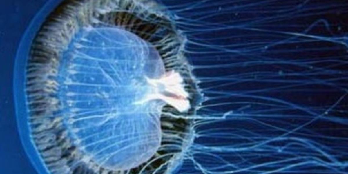 Des méduses envahissent la baie de Toulon en plein mois de janvier Des méduses envahissent la baie de Toulon en plein mois de janvier