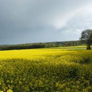 Champagné-Saint-Hilaire 24/04/2012