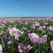 Jasseines 18/06/2012