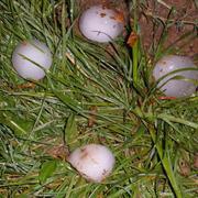 Sens-sur-Seille 03/07/2012