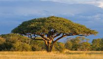 Harare