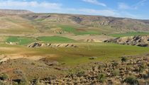 Tiaret