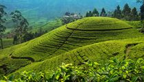 Nuwara Eliya