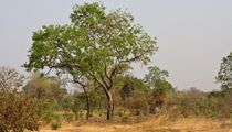 Gunjur